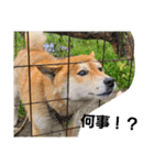 動物ラブ❤️（個別スタンプ：8）
