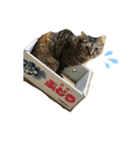 いやしねこさま（個別スタンプ：3）