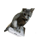 いやしねこさま（個別スタンプ：4）