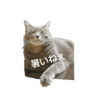 いやしねこさま（個別スタンプ：8）