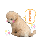 白ワインのシャルドネくん（個別スタンプ：13）