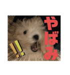 白ワインのシャルドネくん（個別スタンプ：16）