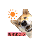 柴犬テリさん（個別スタンプ：1）