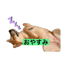柴犬テリさん（個別スタンプ：2）