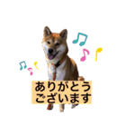 柴犬テリさん（個別スタンプ：3）