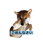 柴犬テリさん（個別スタンプ：4）