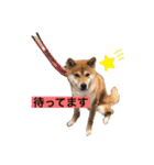 柴犬テリさん（個別スタンプ：6）