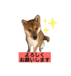 柴犬テリさん（個別スタンプ：7）
