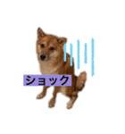 柴犬テリさん（個別スタンプ：8）