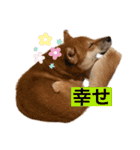 柴犬テリさん（個別スタンプ：9）