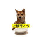 柴犬テリさん（個別スタンプ：10）
