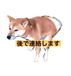 柴犬テリさん（個別スタンプ：11）