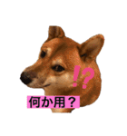 柴犬テリさん（個別スタンプ：12）