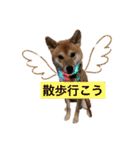 柴犬テリさん（個別スタンプ：13）