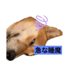 柴犬テリさん（個別スタンプ：14）