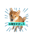 柴犬テリさん（個別スタンプ：15）