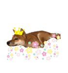 柴犬テリさん（個別スタンプ：16）