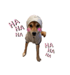 柴犬テリさん（個別スタンプ：17）