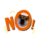 柴犬テリさん（個別スタンプ：20）