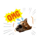 柴犬テリさん（個別スタンプ：21）
