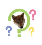 柴犬テリさん（個別スタンプ：22）