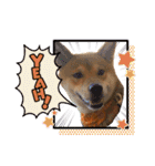 柴犬テリさん（個別スタンプ：23）