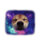 柴犬テリさん（個別スタンプ：24）