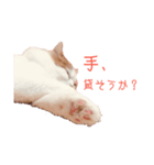 気分屋猫ちゃん（個別スタンプ：1）