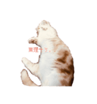 気分屋猫ちゃん（個別スタンプ：2）