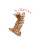 気分屋猫ちゃん（個別スタンプ：3）
