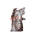 気分屋猫ちゃん（個別スタンプ：4）