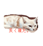 気分屋猫ちゃん（個別スタンプ：5）