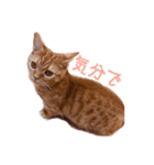気分屋猫ちゃん（個別スタンプ：8）