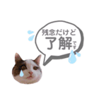 モフモフって正義じゃない？（個別スタンプ：6）