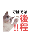 モフモフって正義じゃない？（個別スタンプ：7）