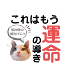 モフモフって正義じゃない？（個別スタンプ：8）