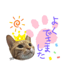 みらいねこ横濱（個別スタンプ：5）