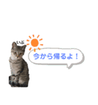 みらいねこ横濱（個別スタンプ：12）