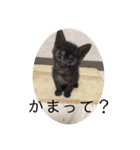 構って猫ちゃんスタンプ（個別スタンプ：1）