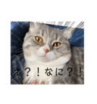 構って猫ちゃんスタンプ（個別スタンプ：2）