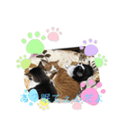 構って猫ちゃんスタンプ（個別スタンプ：3）