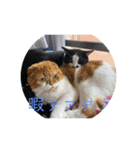 構って猫ちゃんスタンプ（個別スタンプ：4）