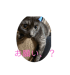 構って猫ちゃんスタンプ（個別スタンプ：5）