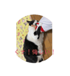 構って猫ちゃんスタンプ（個別スタンプ：6）