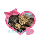 構って猫ちゃんスタンプ（個別スタンプ：7）