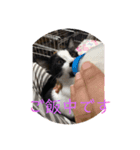 構って猫ちゃんスタンプ（個別スタンプ：8）