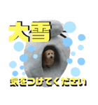 だっぷーくん（個別スタンプ：5）
