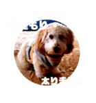 だっぷーくん（個別スタンプ：6）