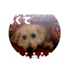 だっぷーくん（個別スタンプ：7）