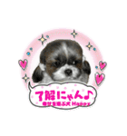 幸せを運ぶ犬 Happy シーズー犬 ハッピー（個別スタンプ：17）